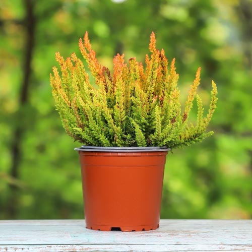 Virši Zoe interface.image 1 interface.art 5442