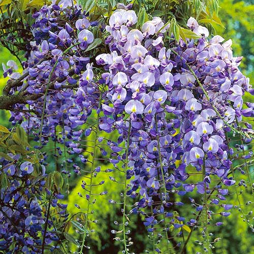 Vistērija Longwood Purple, С2 interface.image 1 interface.art 8239