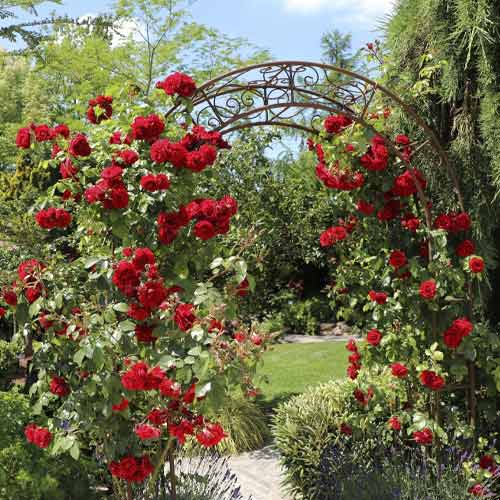 Vīteņroze Amadeus®, C5 interface.image 1 interface.art 5490