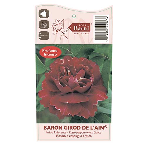 Vīteņroze Baron Girod De L'ain, C5 interface.image 3 interface.art 6141