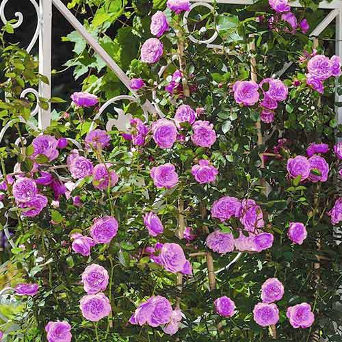 Vīteņroze Blue & Violet interface.image 1 interface.art 2158