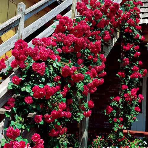 Vīteņroze Bordo interface.image 1 interface.art 5893