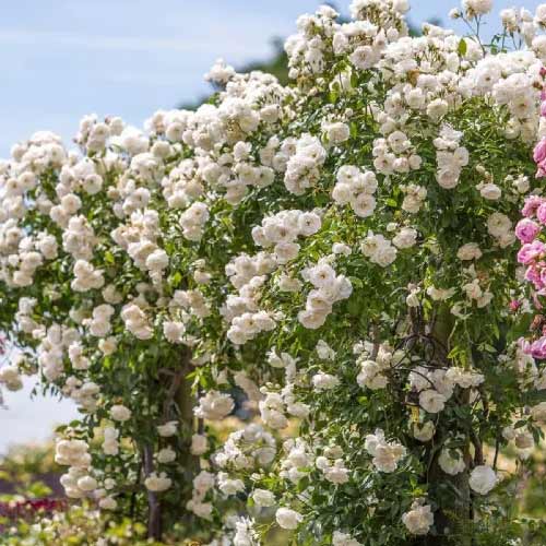 Vīteņroze Climbing Iceberg, root ball interface.image 1 interface.art 2148