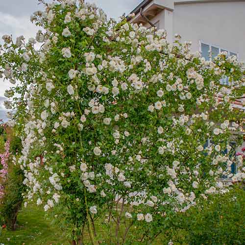 Vīteņroze Climbing Iceberg® interface.image 1 interface.art 5491