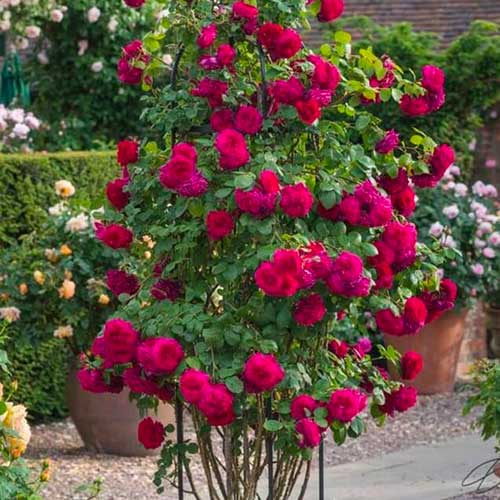 Vīteņroze Dark Pink interface.image 1 interface.art 5895