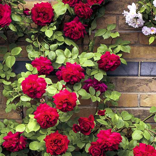 Vīteņroze Don Juan interface.image 1 interface.art 6249