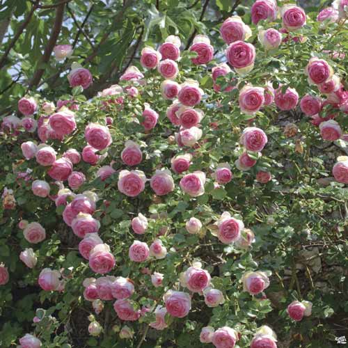 Vīteņroze Eden Rose ®, C3 interface.image 1 interface.art 4559