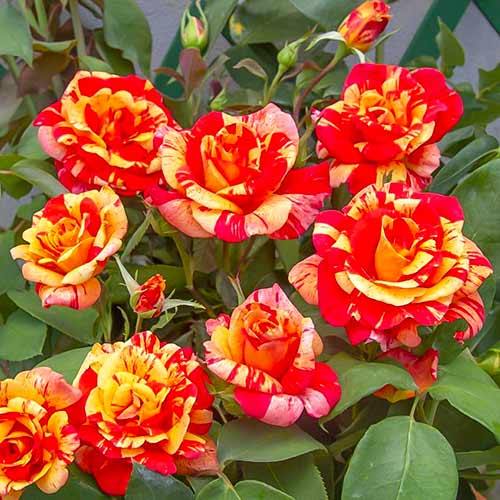 Vīteņroze Flash®, C5 interface.image 1 interface.art 5493