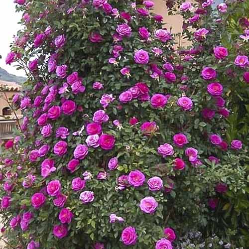 Vīteņroze Gloriana interface.image 1 interface.art 6250