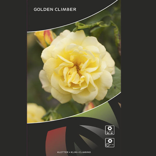 Vīteņroze Golden Climber®, C3 interface.image 3 interface.art 5826