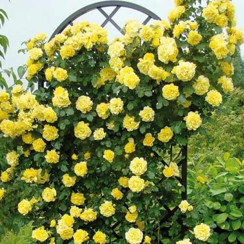 Vīteņroze Golden Showers, root ball interface.image 1 interface.art 2157