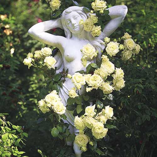 Vīteņroze Green interface.image 1 interface.art 2162