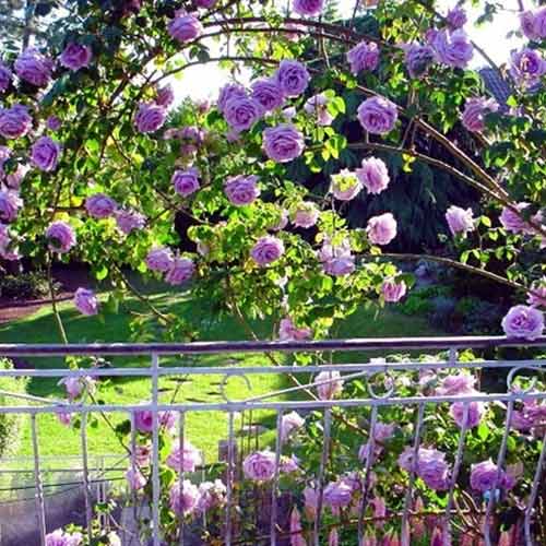 Vīteņroze Indigoletta, root ball interface.image 1 interface.art 2164