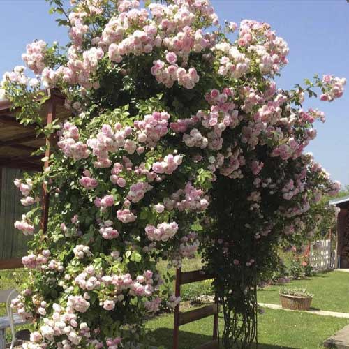 Vīteņroze Jasmina ®, С5 interface.image 1 interface.art 6180