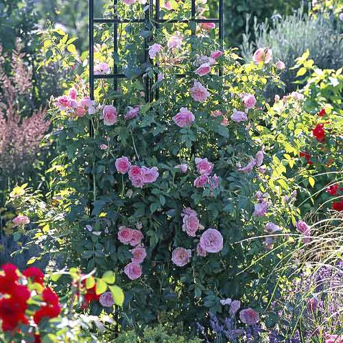 Vīteņroze Kir Royal interface.image 1 interface.art 6251