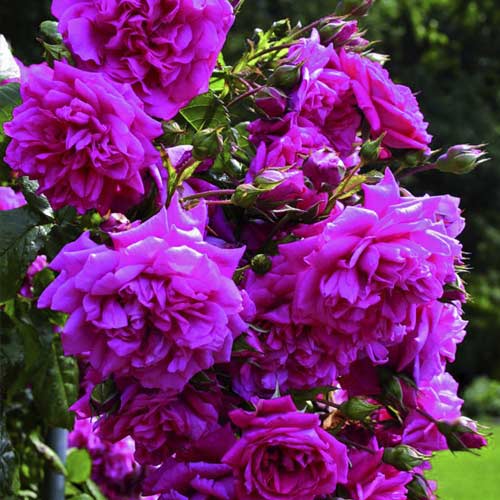 Vīteņroze Laguna®, C5 interface.image 2 interface.art 5495