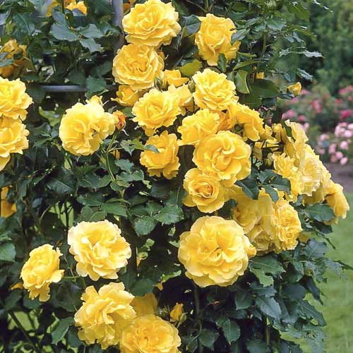 Vīteņroze Lucia interface.image 1 interface.art 6252