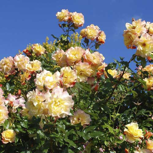 Vīteņroze Moonlight ®, С5 interface.image 1 interface.art 6181