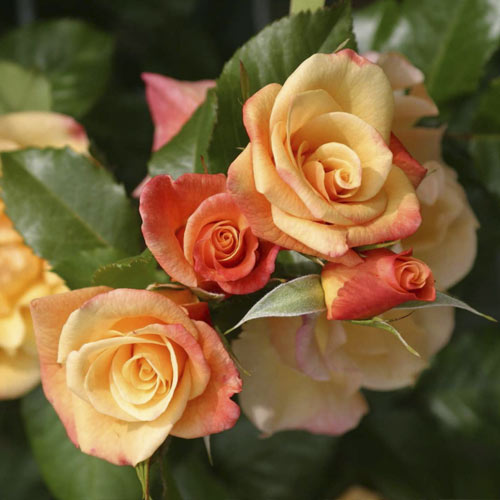 Vīteņroze Moonlight ®, С5 interface.image 2 interface.art 6181