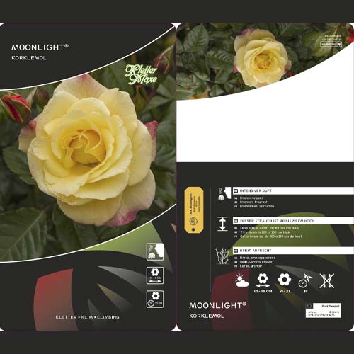 Vīteņroze Moonlight ®, С5 interface.image 3 interface.art 6181