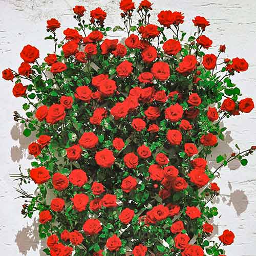 Vīteņroze Mushimara, root ball interface.image 1 interface.art 2171