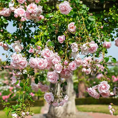 Vīteņroze New Dawn interface.image 1 interface.art 2172