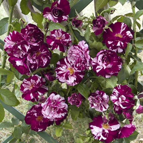 Vīteņroze New Imagine®, C5 interface.image 1 interface.art 5496