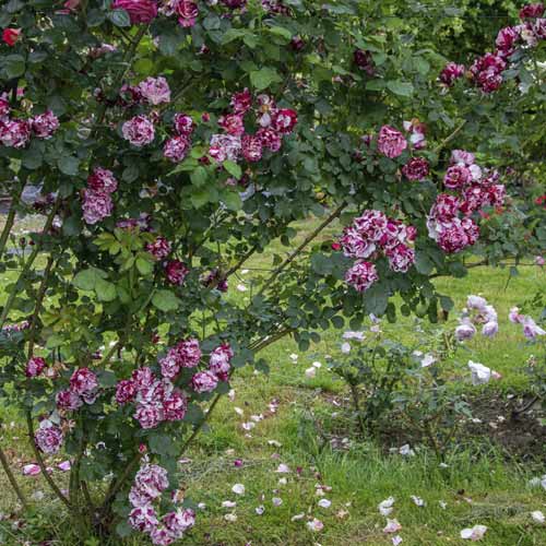 Vīteņroze New Imagine®, C5 interface.image 2 interface.art 5496