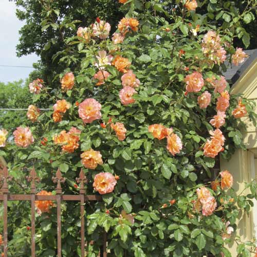 Vīteņroze Orange Climbing interface.image 1 interface.art 6253