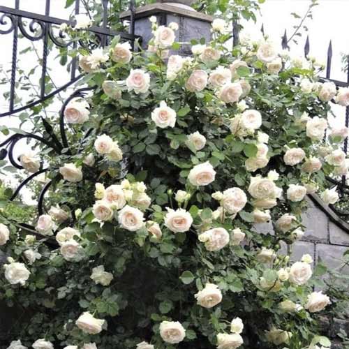 Vīteņroze Palais Royal interface.image 1 interface.art 6254