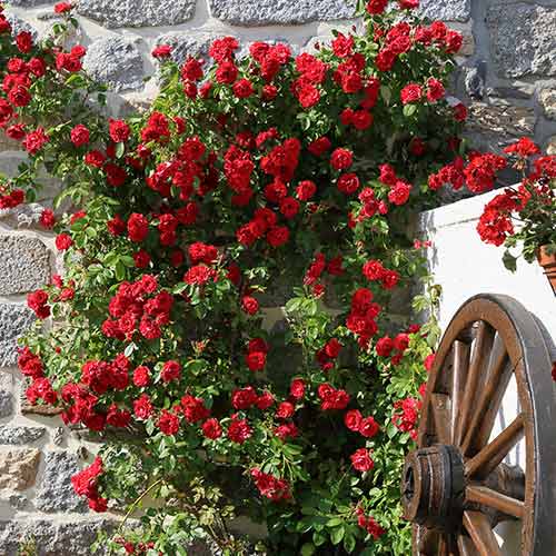 Vīteņroze Paul's Scarlet, root ball interface.image 1 interface.art 2176