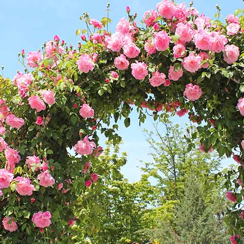 Vīteņroze Pink, root ball interface.image 1 interface.art 2180