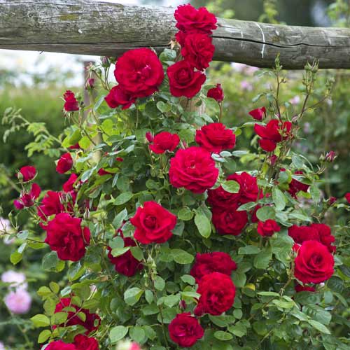 Vīteņroze Red Rodin interface.image 1 interface.art 6255