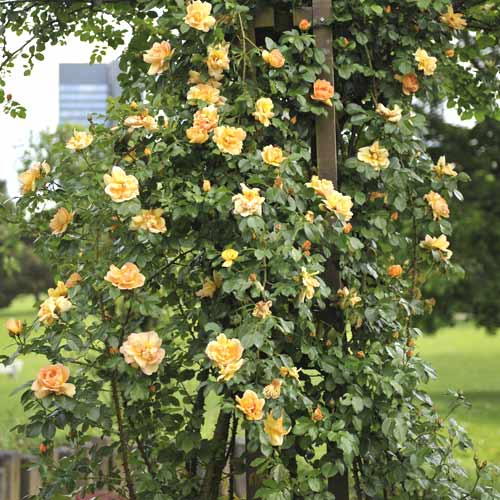 Vīteņroze Redova ®, С5 interface.image 1 interface.art 6182