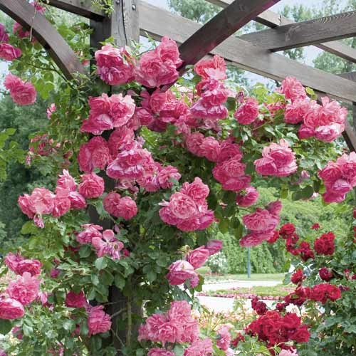 Vīteņroze Rosarium Uetersen interface.image 1 interface.art 6256