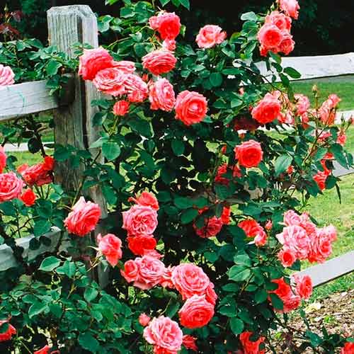 Vīteņroze Salmon interface.image 1 interface.art 5891