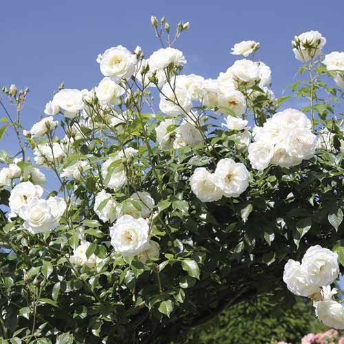 Vīteņroze Schneewalzer interface.image 1 interface.art 6257