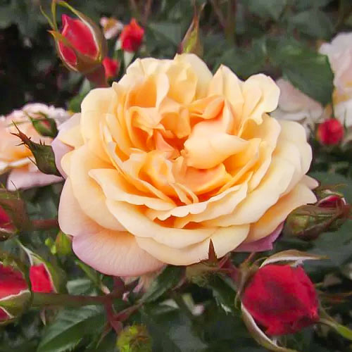 Vīteņroze Susie ®, С5 interface.image 2 interface.art 6183