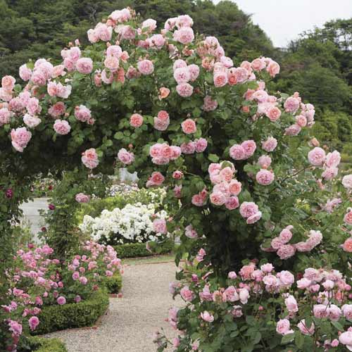 Vīteņroze Valeria interface.image 1 interface.art 6258