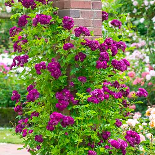 Vīteņroze Violet interface.image 1 interface.art 5894