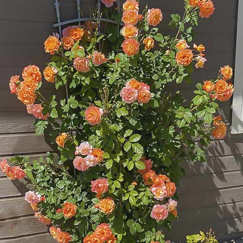 Vīteņroze Westerland interface.image 1 interface.art 6259