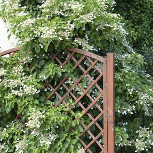 Vītņhortenzijas Mirranda, С2 interface.image 1 interface.art 8219