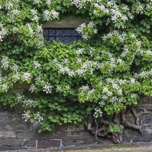 Vītņhortenzijas Take a chance ®, С2 interface.image 1 interface.art 8220