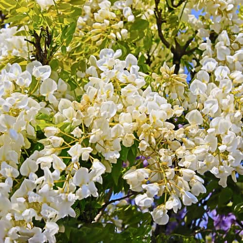 Wisteria macrostachya Clara Mack, С2 interface.image 1 interface.art 8280