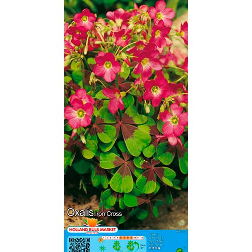 Zaķskābenes Deppei Iron Cross interface.image 1 interface.art 76481