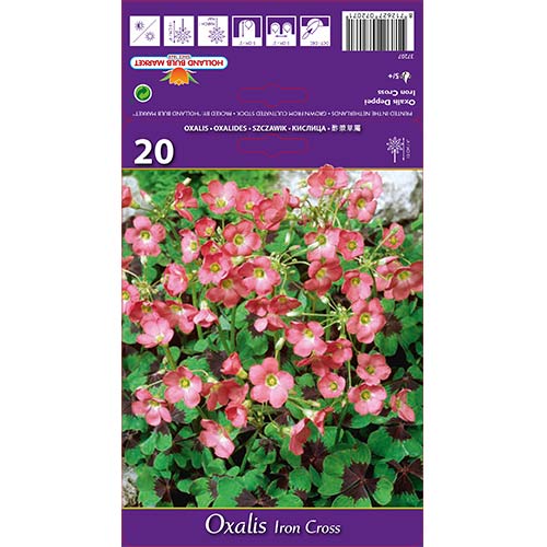 Zaķskābenes (Oxalis) Iron Cross interface.image 1 interface.art 67671