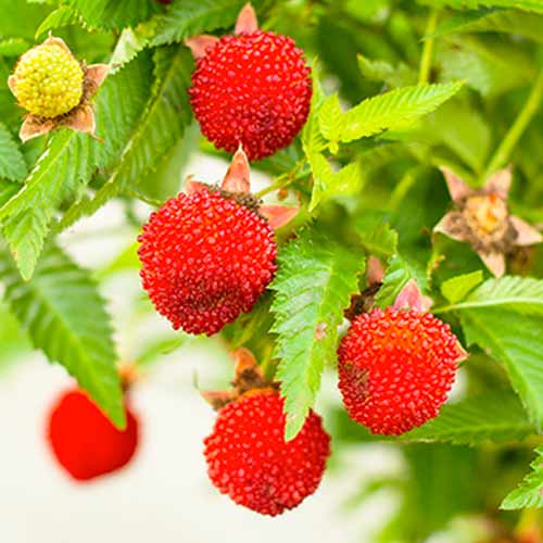 Aveņu zemeņu interface.image 1 interface.art 9602