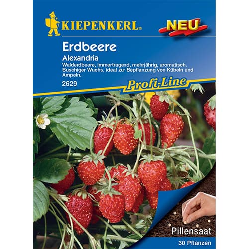 Zemenes Alexandria Kiepenkerl interface.image 1 interface.art 50010