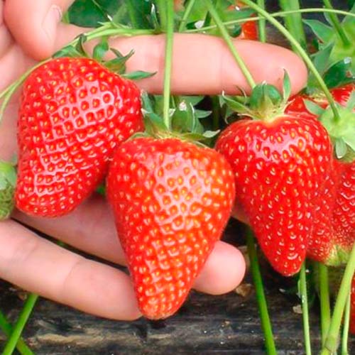 Zemenes Asia interface.image 1 interface.art 5394