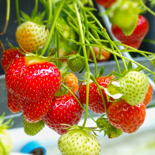 Zemenes Daroyal interface.image 1 interface.art 5396